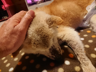 f:id:roukenhome-ann:20190127122516j:plain