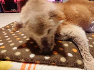 f:id:roukenhome-ann:20190127122523j:plain