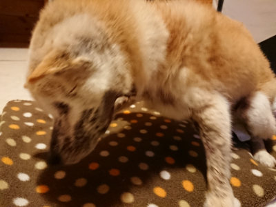 f:id:roukenhome-ann:20190127122803j:plain