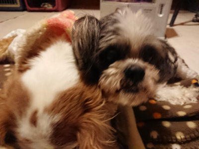 f:id:roukenhome-ann:20190127124245j:plain