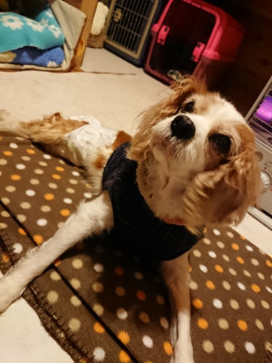 f:id:roukenhome-ann:20190127124258j:plain