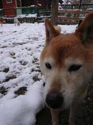 f:id:roukenhome-ann:20190127131148j:plain