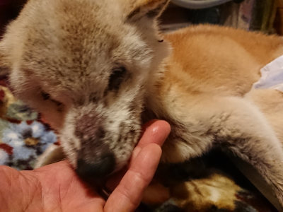 f:id:roukenhome-ann:20190128145842j:plain f:id:roukenhome-ann:20190128145842j:plain