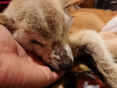 f:id:roukenhome-ann:20190128145853j:plain f:id:roukenhome-ann:20190128145853j:plain