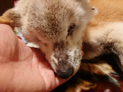 f:id:roukenhome-ann:20190128145854j:plain
