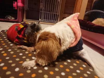 f:id:roukenhome-ann:20190128181918j:plain f:id:roukenhome-ann:20190128181918j:plain