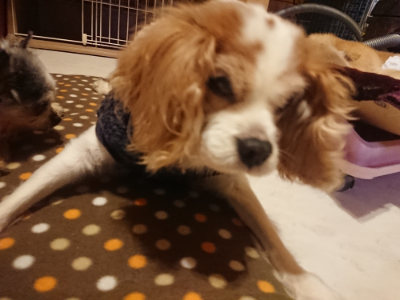 f:id:roukenhome-ann:20190128182209j:plain f:id:roukenhome-ann:20190128182209j:plain