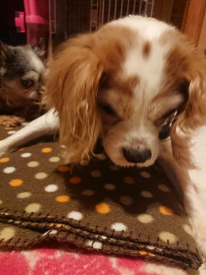 f:id:roukenhome-ann:20190128182248j:plain f:id:roukenhome-ann:20190128182248j:plain