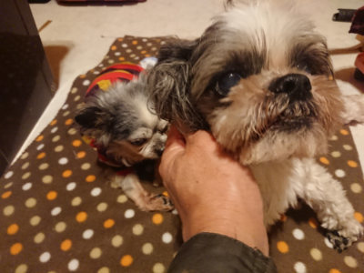 f:id:roukenhome-ann:20190128182254j:plain f:id:roukenhome-ann:20190128182254j:plain