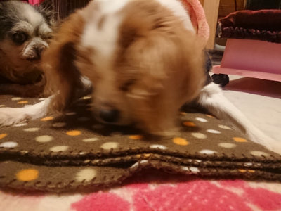 f:id:roukenhome-ann:20190128182305j:plain f:id:roukenhome-ann:20190128182305j:plain