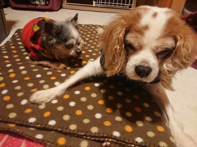f:id:roukenhome-ann:20190128182407j:plain f:id:roukenhome-ann:20190128182407j:plain