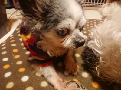 f:id:roukenhome-ann:20190128182608j:plain f:id:roukenhome-ann:20190128182608j:plain