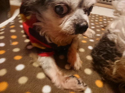f:id:roukenhome-ann:20190128182625j:plain f:id:roukenhome-ann:20190128182625j:plain