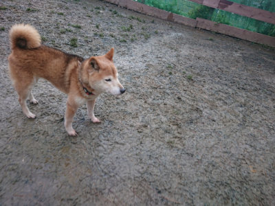 f:id:roukenhome-ann:20190128184736j:plain