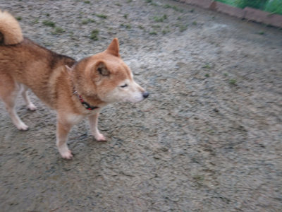 f:id:roukenhome-ann:20190128184758j:plain