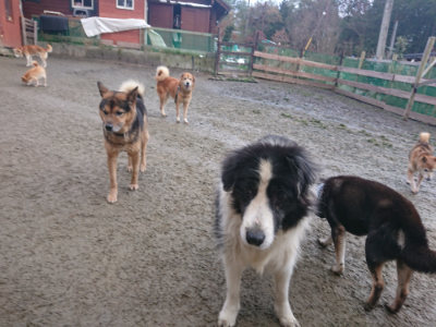 f:id:roukenhome-ann:20190128185945j:plain