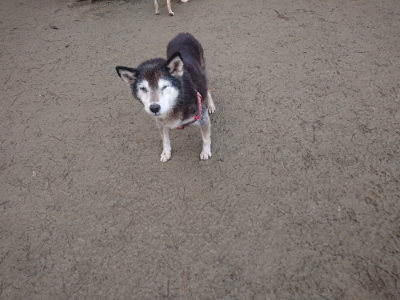 f:id:roukenhome-ann:20190128190010j:plain