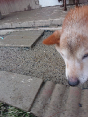 f:id:roukenhome-ann:20190128190137j:plain