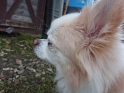 f:id:roukenhome-ann:20190128190205j:plain