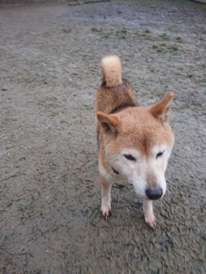 f:id:roukenhome-ann:20190128190210j:plain