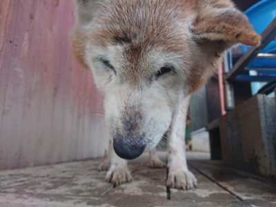 f:id:roukenhome-ann:20190128191559j:plain