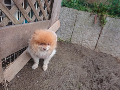 f:id:roukenhome-ann:20190128191924j:plain