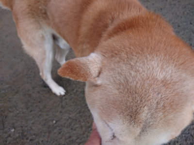 f:id:roukenhome-ann:20190128192102j:plain