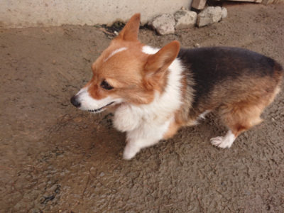 f:id:roukenhome-ann:20190128192734j:plain