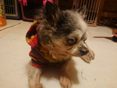f:id:roukenhome-ann:20190128193743j:plain