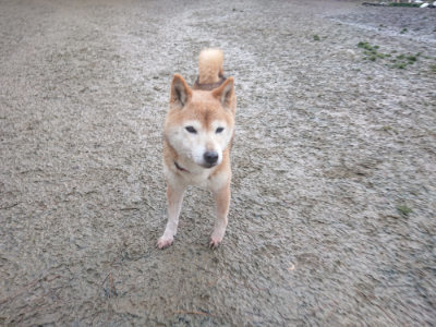 f:id:roukenhome-ann:20190128193818j:plain