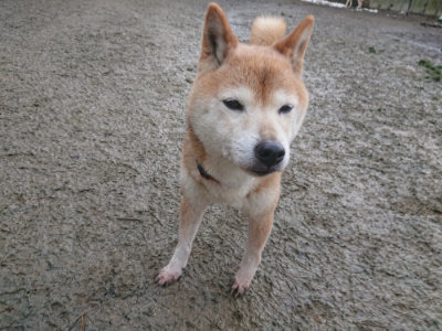 f:id:roukenhome-ann:20190128193842j:plain