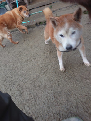 f:id:roukenhome-ann:20190128193940j:plain
