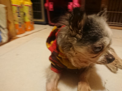 f:id:roukenhome-ann:20190128194155j:plain