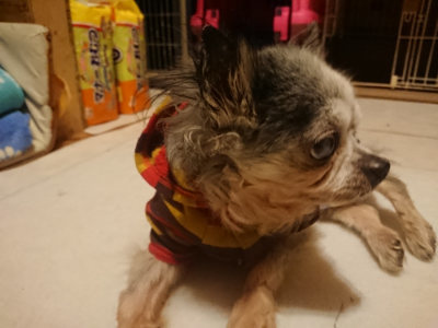f:id:roukenhome-ann:20190128194200j:plain