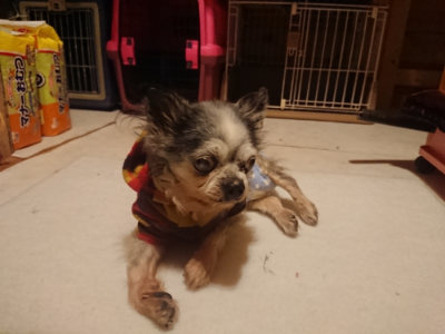 f:id:roukenhome-ann:20190128194205j:plain