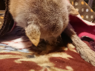 f:id:roukenhome-ann:20190128194230j:plain