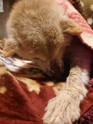 f:id:roukenhome-ann:20190128194304j:plain