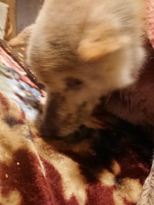 f:id:roukenhome-ann:20190128194310j:plain