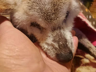 f:id:roukenhome-ann:20190128194317j:plain