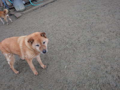 f:id:roukenhome-ann:20190128194330j:plain