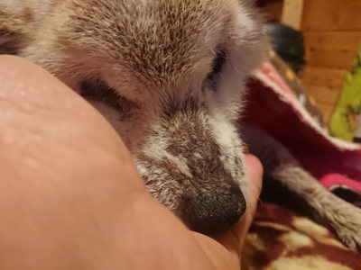 f:id:roukenhome-ann:20190128194341j:plain