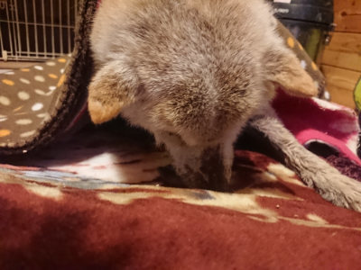 f:id:roukenhome-ann:20190128194647j:plain