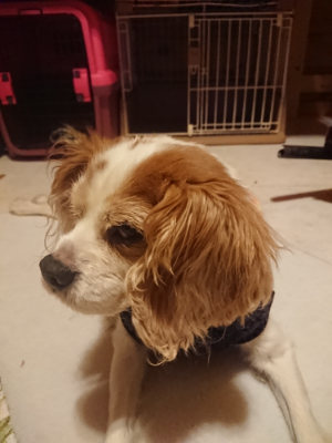 f:id:roukenhome-ann:20190128194723j:plain