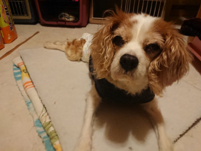 f:id:roukenhome-ann:20190128194759j:plain