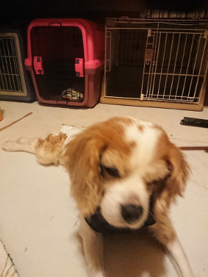f:id:roukenhome-ann:20190128194835j:plain