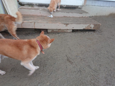 f:id:roukenhome-ann:20190128200454j:plain