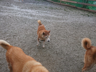 f:id:roukenhome-ann:20190128201945j:plain