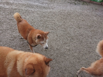 f:id:roukenhome-ann:20190128201950j:plain