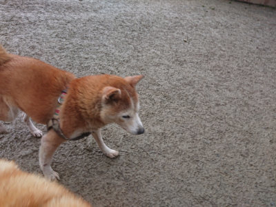 f:id:roukenhome-ann:20190128201957j:plain