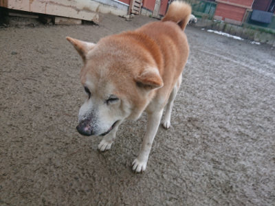 f:id:roukenhome-ann:20190128202007j:plain